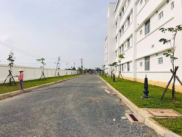Trồng cây xanh Dự án Bệnh viện Mộc Hóa