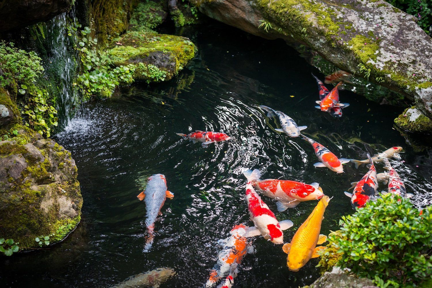 Hồ cá koi