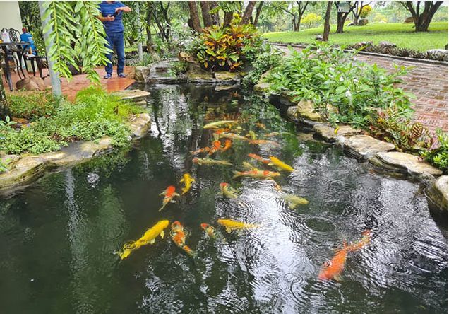 Hồ cá koi