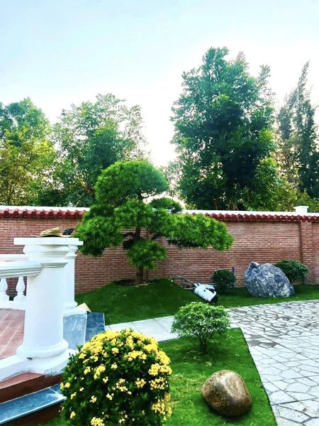 Thiết kế sân vườn 