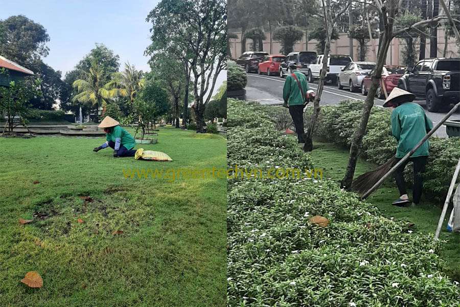 Chăm sóc  bảo dưỡng cảnh quan