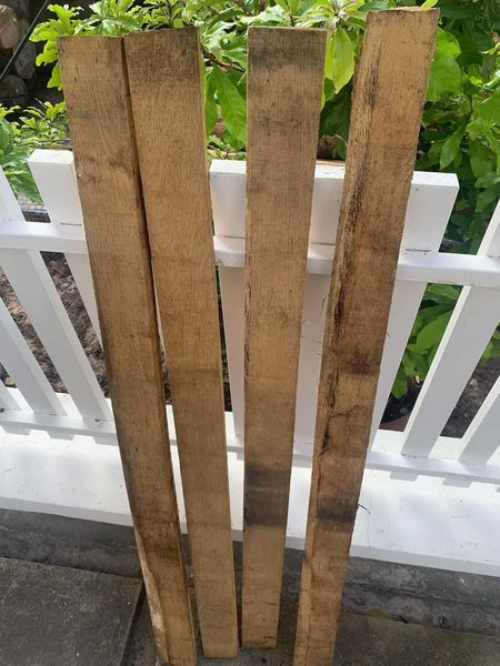 Sồi trắng 