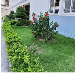 BẢO DƯỠNG CÂY CÔNG TRÌNH