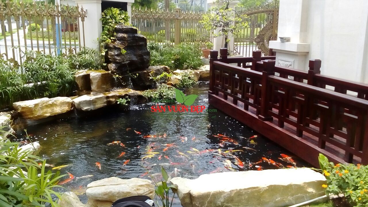 Thiết kế thi công hồ cá Koi
