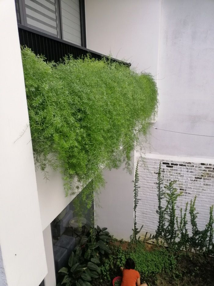 Thi công tường cây xanh 