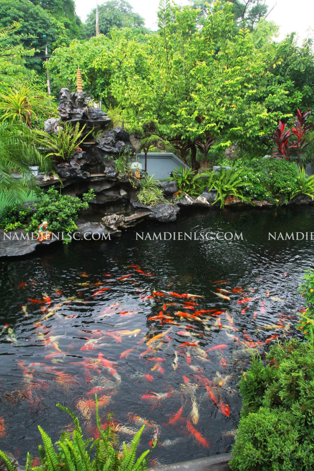 Hồ cá Koi