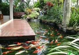 Thiết kế thi công hồ cá koi
