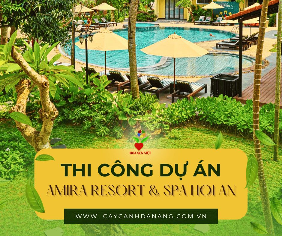 Thi Công Cảnh Quan Xanh Amira Resort Spa Hội An