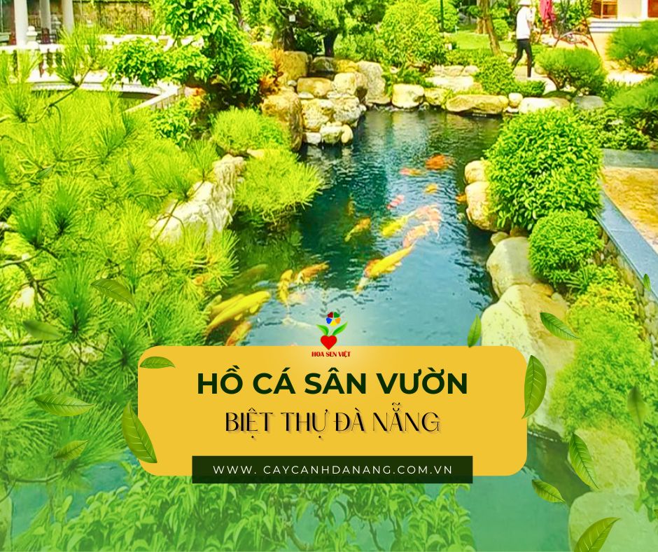 Thi Công Hồ Cá Koi  Sân Vườn Biệt Thự