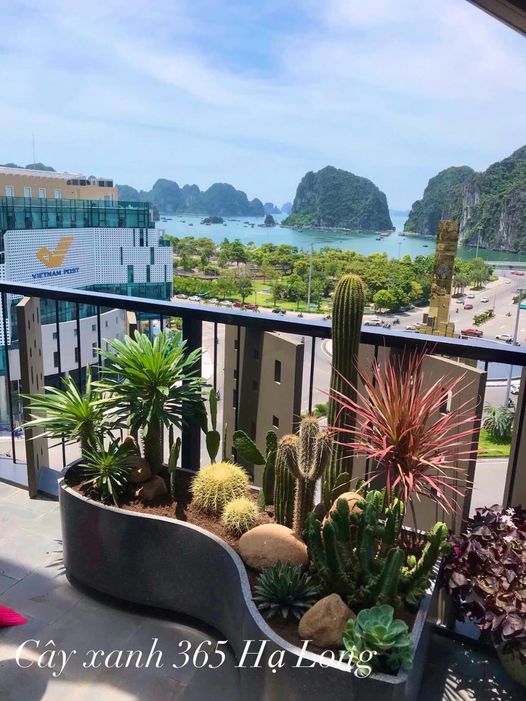 tiểu cảnh xương rồng mix bồn xi măng 
